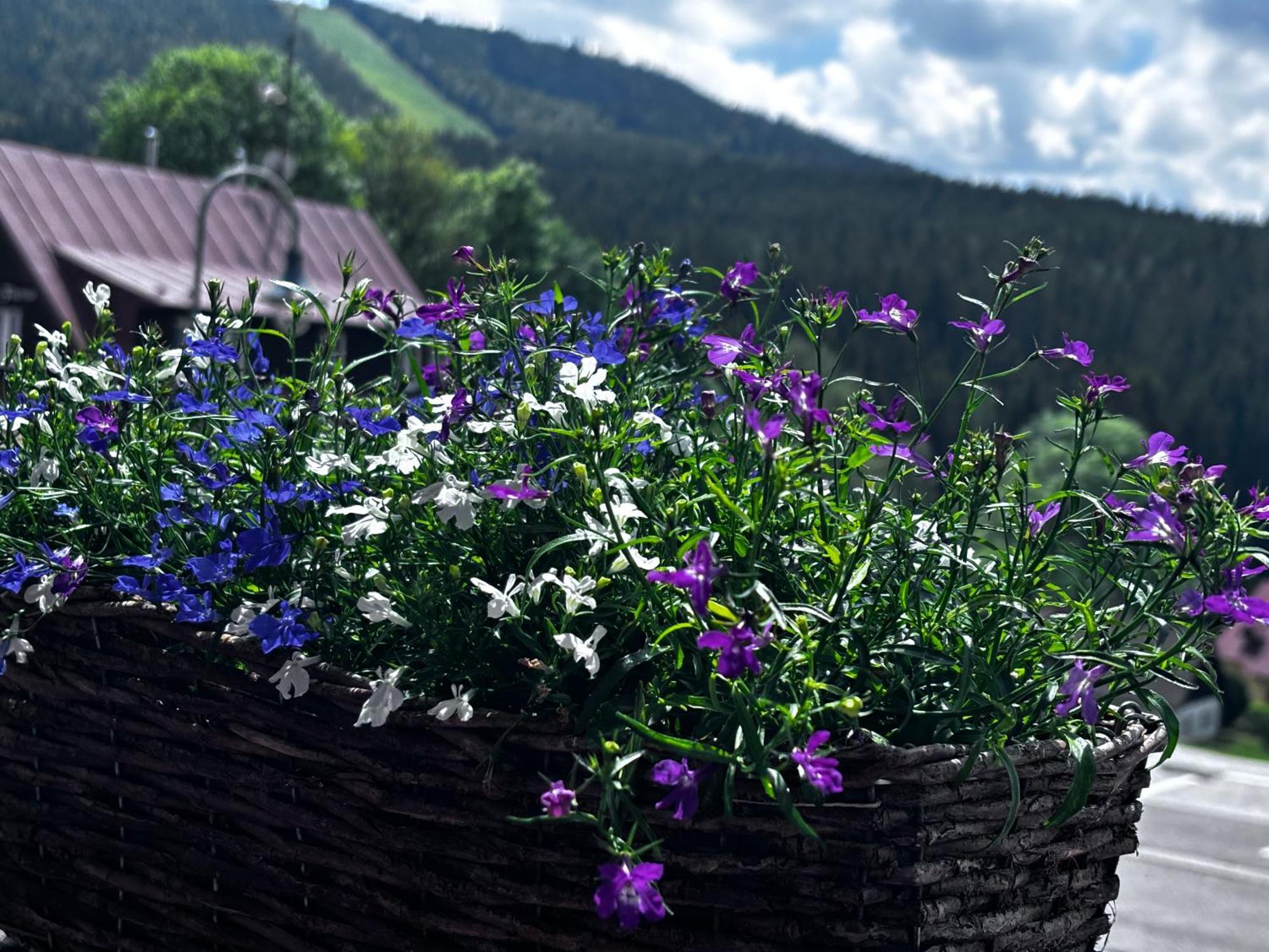 Penzion Verde Rosa Harrachov Kültér fotó